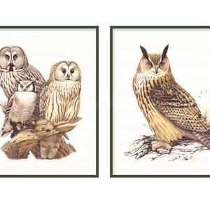 Vintage owl illustrations Printable wall art Digital | Etsy
