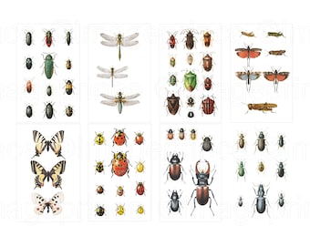 May include: A collection of colorful insect illustrations, including butterflies, ladybugs, dragonflies, and beetles. The illustrations are arranged in a grid pattern on a white background.