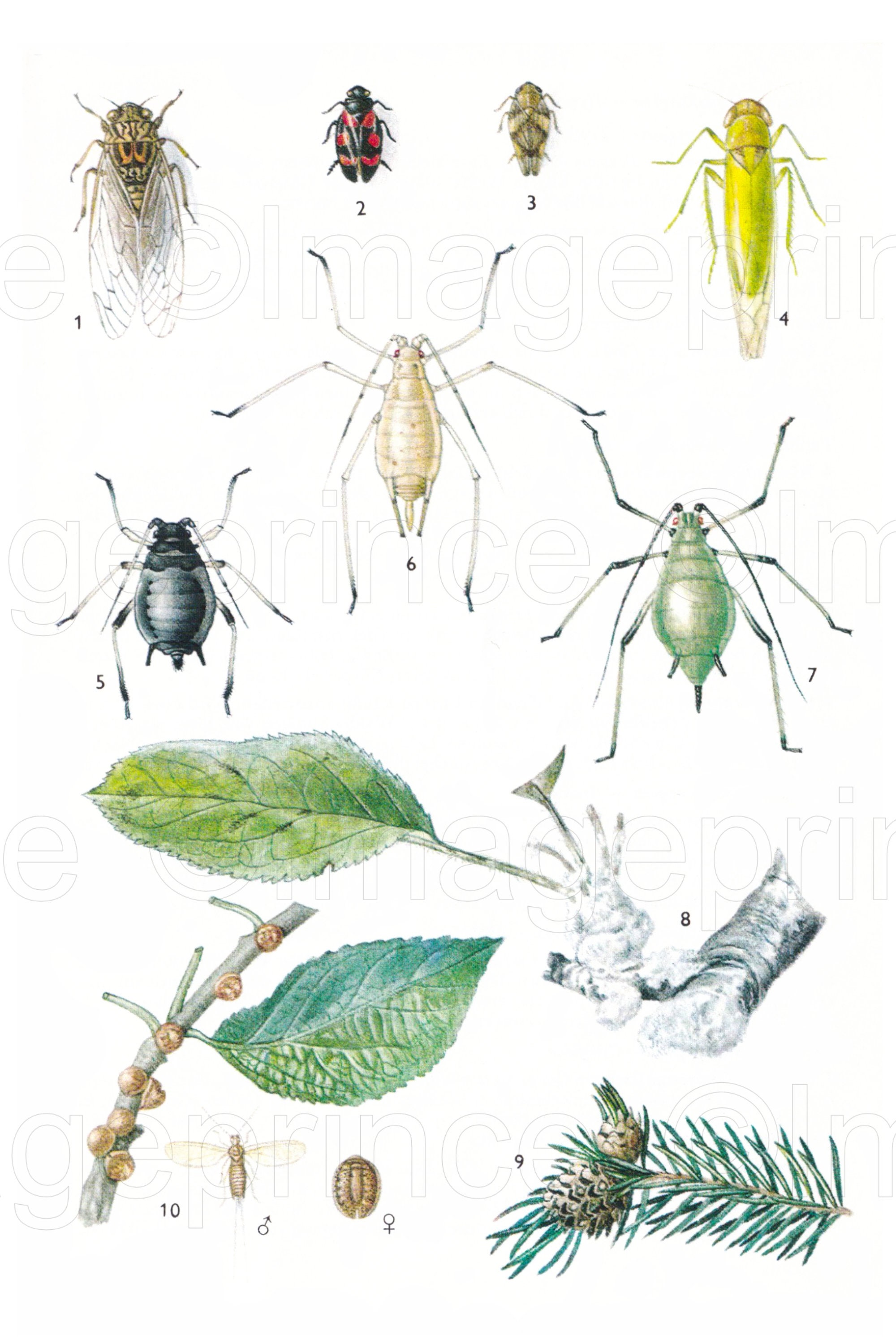 Vintage Bugs, 7 Pages With Dragonfly, Bees, Ladybug, Praying Vintage Bugs, 7 Pages With Dragonfly, Bees, Ladybug, Praying