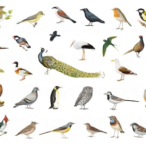 clipart d’oiseau vintage, 28 fichiers PNG, téléchargement instantané pour Digital Scrapbooking, collage, journal indésirable
