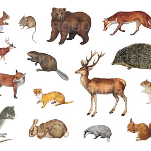 Imágenes prediseñadas de animales del bosque con ciervos, osos, zorros, ardillas y más, 15 archivos PNG, ilustraciones antiguas y vintage, descarga instantánea