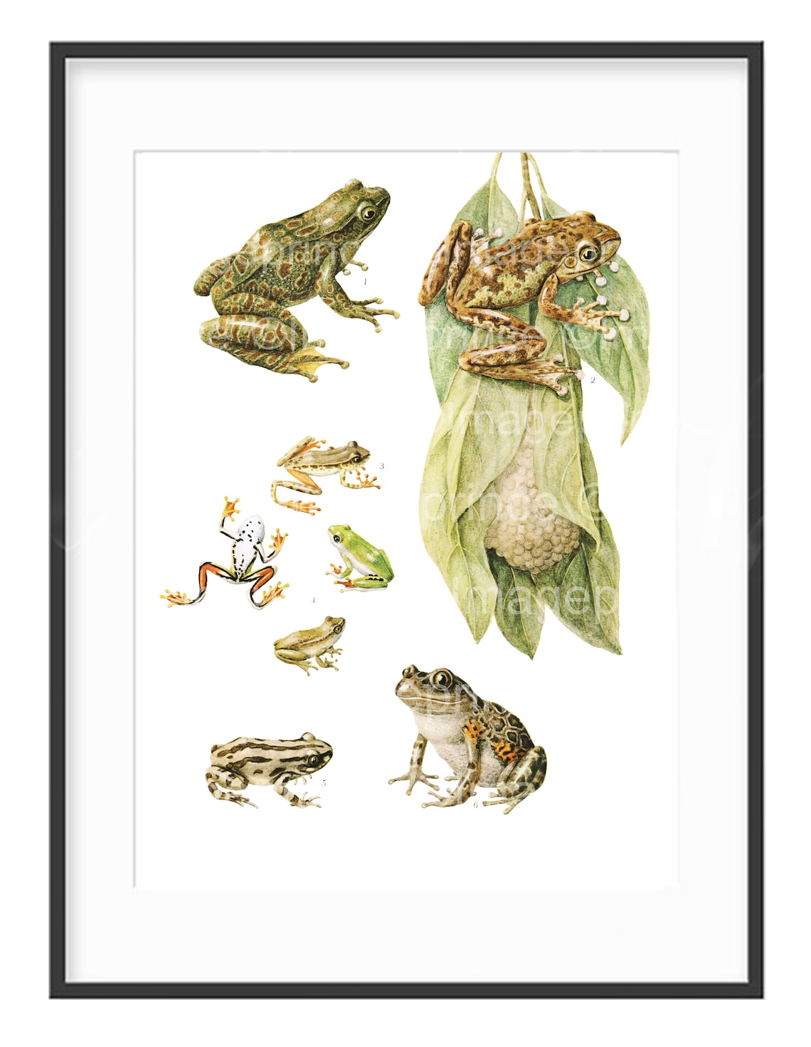 Vintage Frog Illustrations, Printable Wall Art, Digital Download for ...
