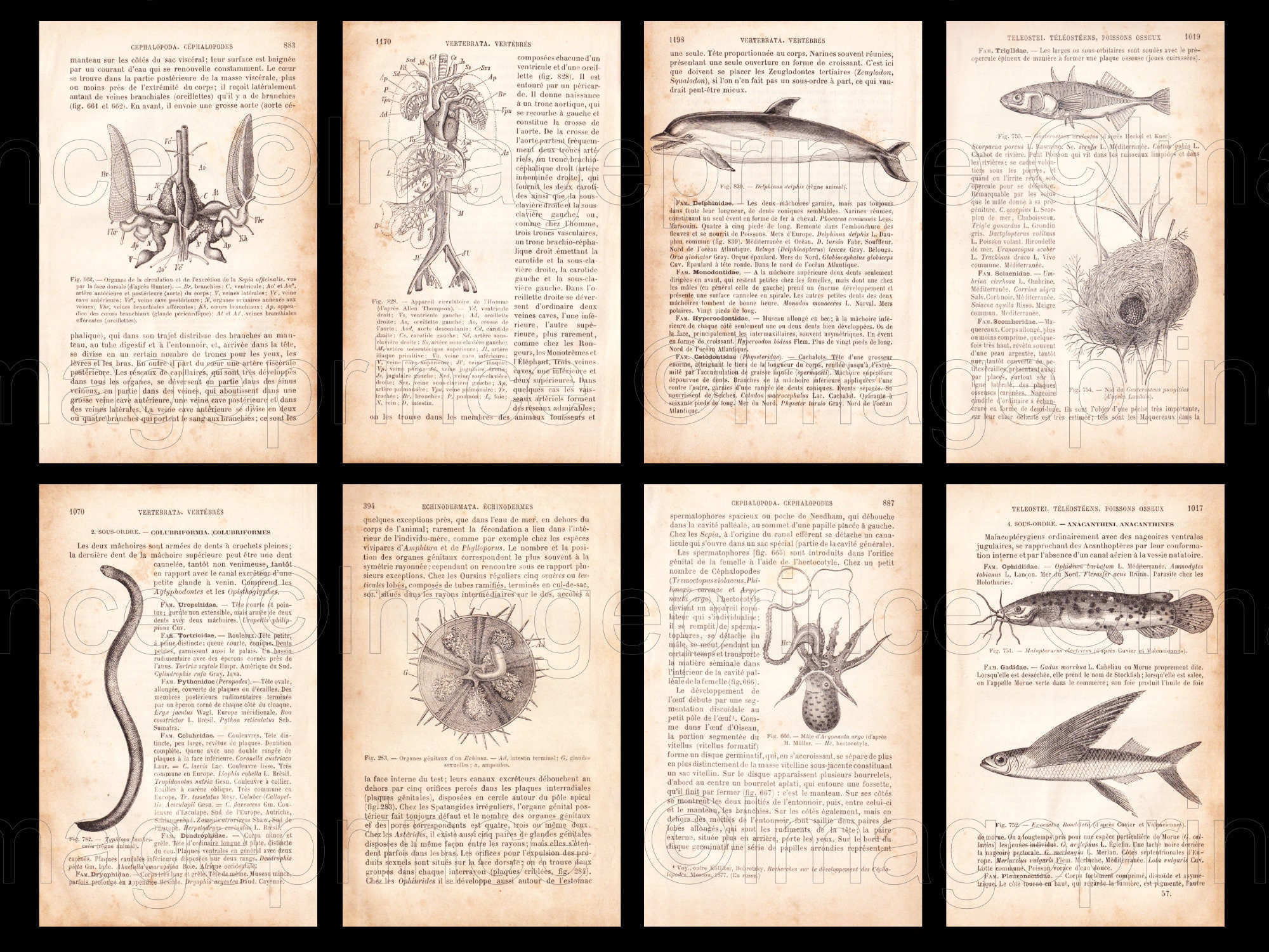 biology-book-pages-vintage-anatomy-digital-jpgs-antique-french