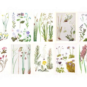 Watercolour flower illustrations, Printable botanical pages, Digital download for Framing, Junk Journal, Scrapbooking, Card making