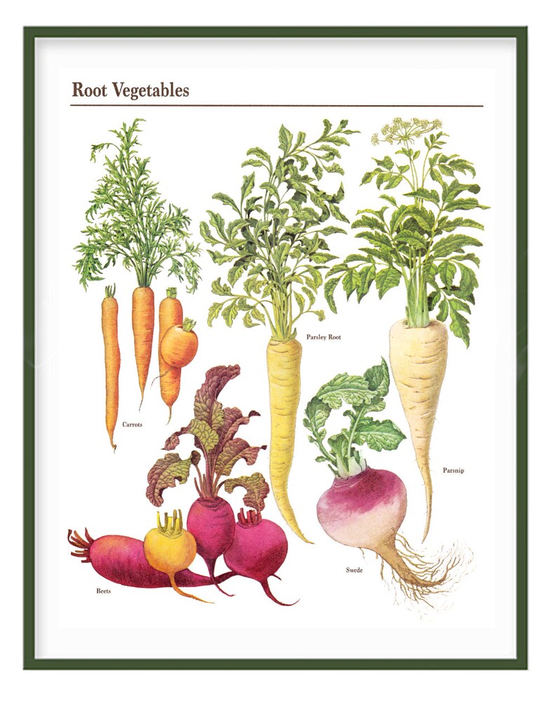 Root Vegetables Printable Vintage Botanical Chart Digital Etsy Australia