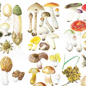 clipart champignon vintage, téléchargement immédiat pour scrapbooking numérique, collage, Junk Journal,