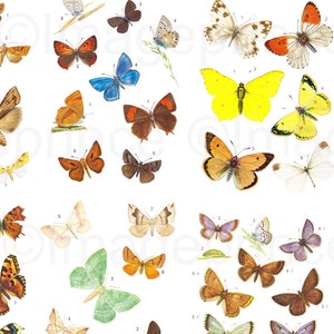 Schmetterling und Motte Collage Sheet, Instant Download für Scrapbooking, Collage, Junk Journals, 8 Seiten