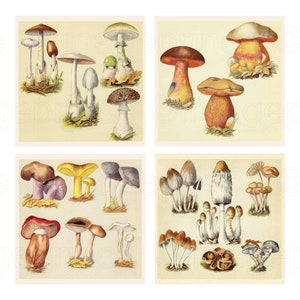 Mushroom prints digital, botanical art for wall decor, cottage core, Instant download