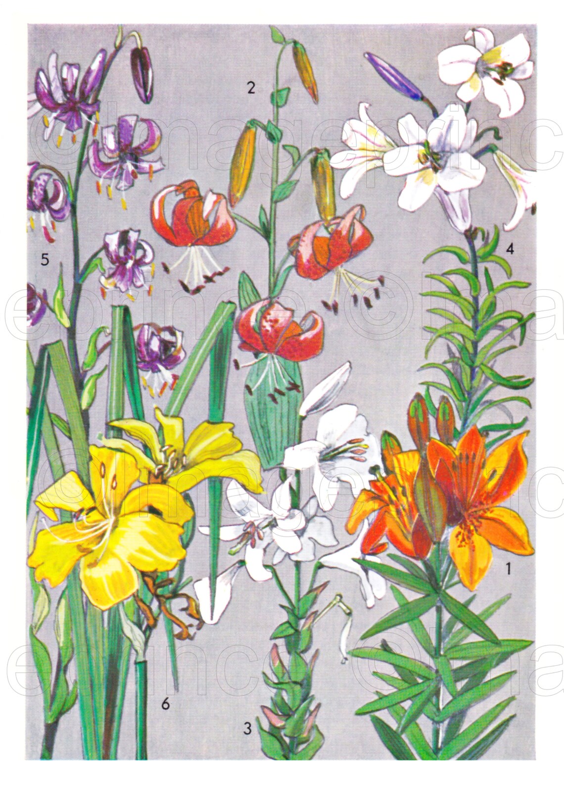 Vintage Botanical Prints, Spring Flower Illustrations (digital Download ...