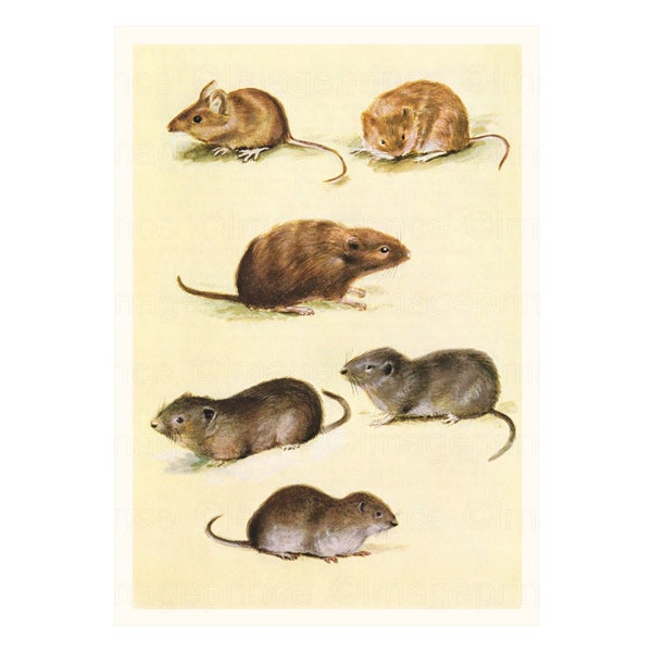 Mice printable with field mouse, harvest mouse and voles, Digital download for Framing, rustic decor, A4 and greeting card size