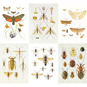 Vintage insect illustrations printable - Beetles, Crane flies, Moths, Bee prints, etc, set of 6, Digital Download