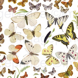 Vintage Schmetterling Clipart, Instant Download für digitales Scrapbooking, Collage, Junk Journal
