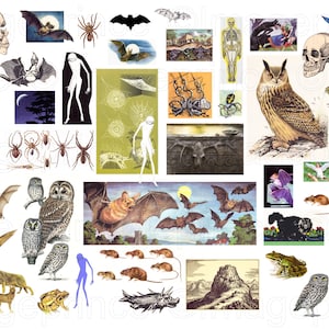 May include: A colorful collage of images featuring various animals, insects, and skeletons. The collage includes a bat, spider, owl, frog, snake, mouse, and a human skeleton. The images are arranged in a random pattern and are set against a white background.