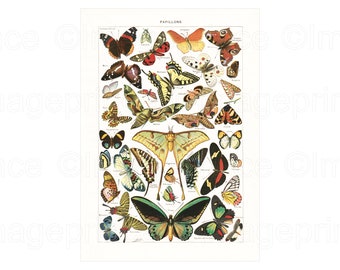 Moths and Butterfly Printable, Antique Botanical, Adolphe Millot
