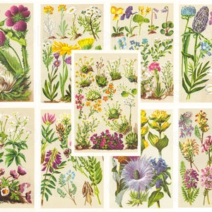 Illustrazioni di fiori vintage, pagine botaniche stampabili, download digitale per Junk Journal, sfondi, scrapbooking, creazione di cartoline