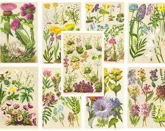 Vintage Flower Illustrations, Botanical Prints for Junk Journal (Digital Download)
