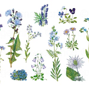 Blauwe bloem clipart, set van 12, vintage illustraties, Instant Download voor Digitale Scrapbooking, Collage, Junk Journal