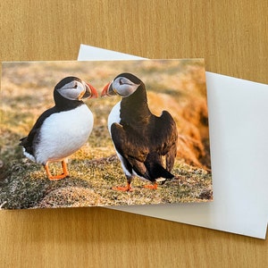 Dos frailecillos, Fair Isle, tarjeta de felicitación en blanco, impresión fotográfica de frailecillos