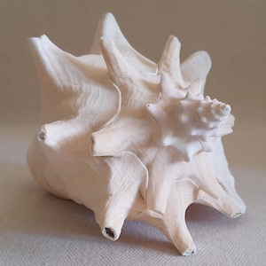 May include: A large, off-white seashell featuring a prominent spiral apex and multiple sharp, protruding spikes extending from its body. The shell has a textured, ridged surface with a matte finish, showcasing a complex, organic, and multi-pointed structure.
