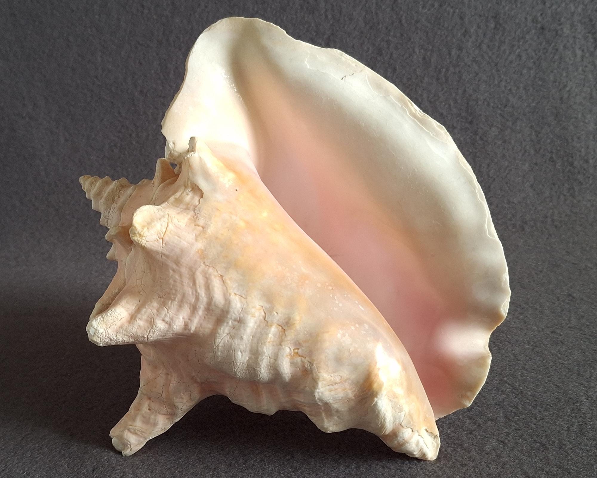 Large Aged Queen Conch Shell