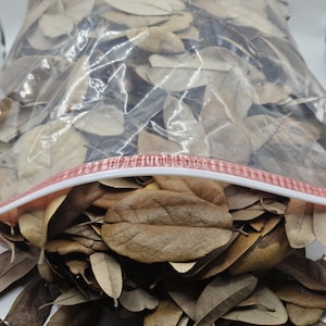 Two (2) 1-Gallon Bags 100% ORGANIC Texas Live Oak LEAF Litter Terrarium Vivarium -- Dart Frogs