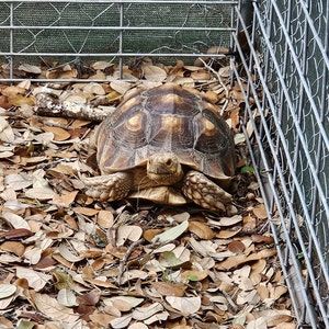 May include: A large tortoise with a brown and tan patterned shell sits amidst fallen brown leaves. The tortoise is near a metal fence, with a neutral background. The tortoise's skin is a light tan color.