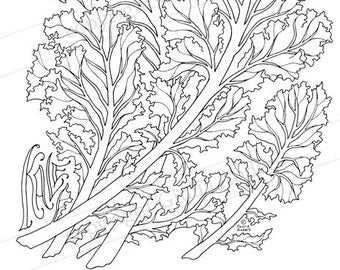 Kale, printable coloring page, PDF, 8.5x11”, A4, downloadable adult coloring page, colouring sheet