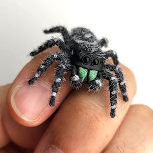 Svart kunglig hoppande spindel nål eller figur, luddig handmålad spindel, realistisk araknid
