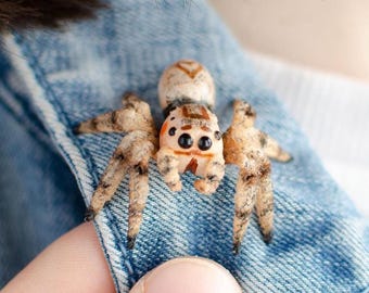 Brown jumping spider brooch realistic cute pin