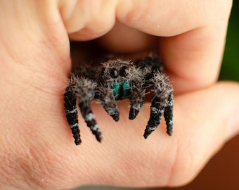 Poseable Jumping Spider Figurine: Realistic Miniature Sculpture