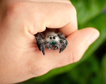 Jumping spider realistic figurine, miniature poseable sculpture, creepy gift, regal spider arachnida, cute kawaii monster, made to order