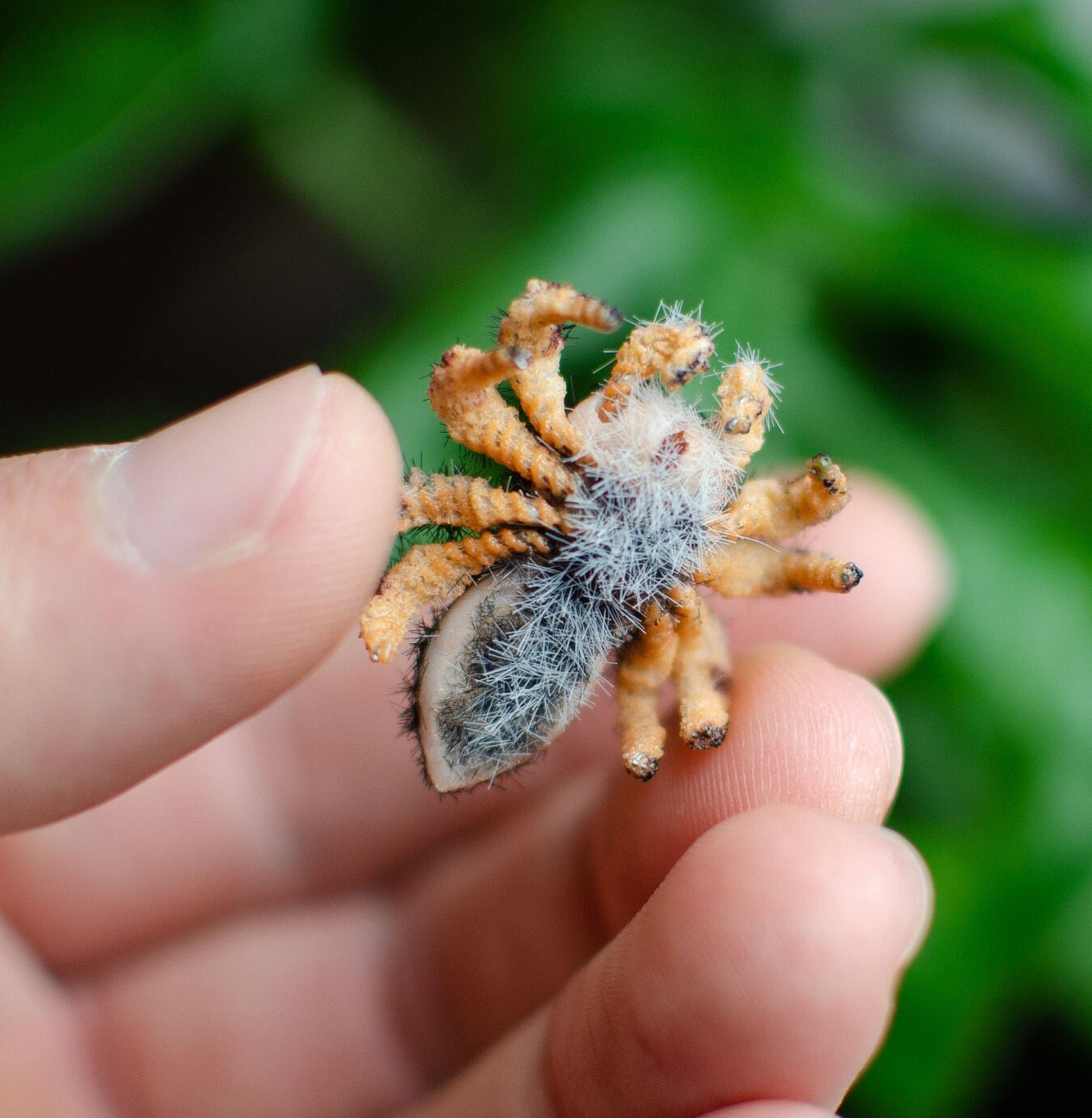 Tiny Jumping Spider Figurine: Realistic Miniature Poseable Toy - Etsy