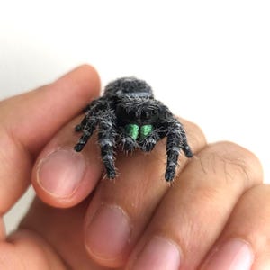 May include: A small, fuzzy black spider figurine with white hair-like fibres covering its body and legs. The spider features prominent, shiny metallic green chelicerae and multiple dark, reflective eyes positioned on the front of its head.