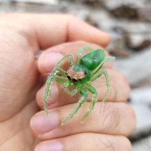 Op de afbeelding: Een klein, doorschijnend groen spinnenfiguurtje met een textuurrijke, lichtbruine vlek op de kop en acht donkere, ronde ogen. De spin heeft lange, slanke poten bedekt met fijne haartjes en een glad, afgerond achterlijf.
