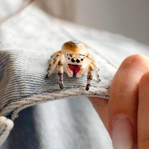 May include: A small, sculpted spider figurine featuring a white body with brown mottled markings on its legs and back, large black eyes, and bright pink chelicerae, resting on a piece of light blue denim fabric with visible stitching.