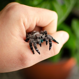 Poseable Jumping Spider Figurine: Realistic Miniature Sculpture