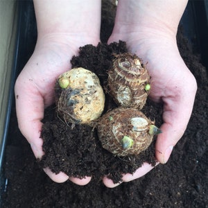 3 LIVE Kalo Eddo Colocasia Esculenta Gabi Elephant Ear Taro Bulbs READY to GROW