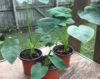 Lampadine Organiche Crude Del Finocchio Pronte Alla Cottura Casella Di Legno Isolata Image74480517 - Foto 11