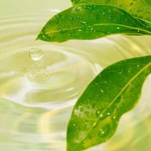 Closeup of green leaves representing scent in phthalate free, premium grade Exotic Oud Wood Fragrance Oil for soap and candle making