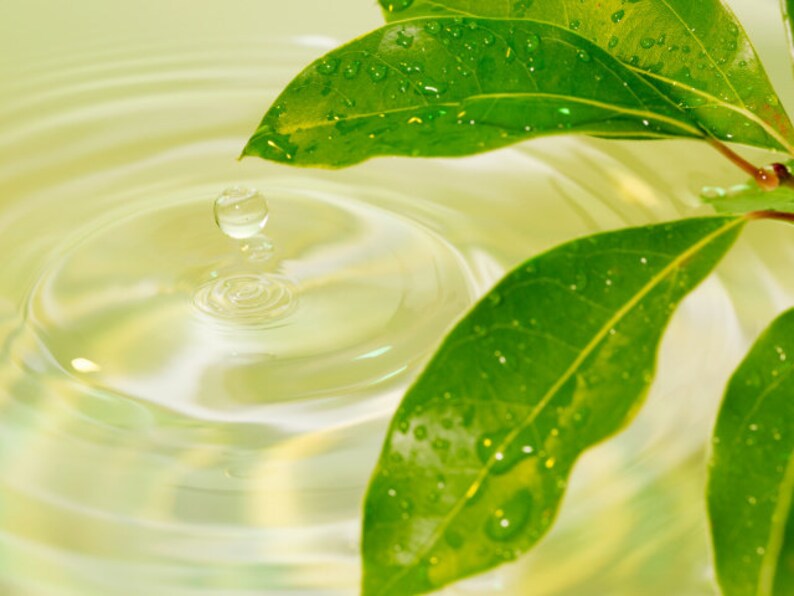 Closeup of green leaves representing scent in phthalate free, premium grade Exotic Oud Wood Fragrance Oil for soap and candle making