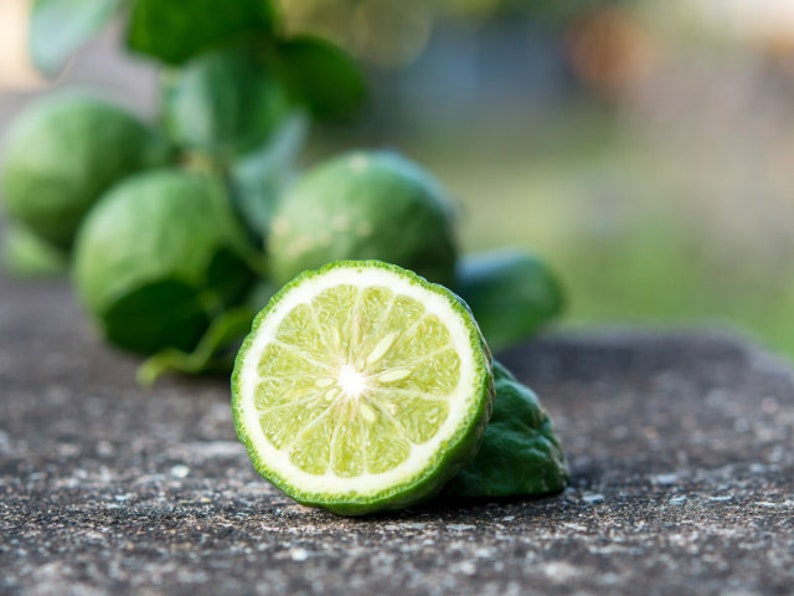 Closeup of Sicilian bergamot representing scent in phthalate free, premium grade Exotic Oud Wood Fragrance Oil for soap and candle making