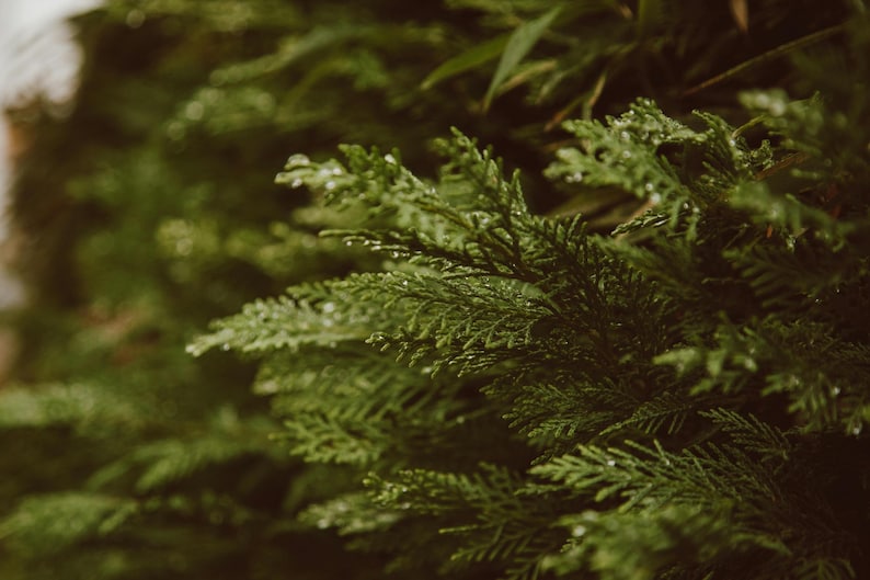 Closeup of cedar leaves representing scent in phthalate free, premium grade Exotic Oud Wood Fragrance Oil for soap and candle making