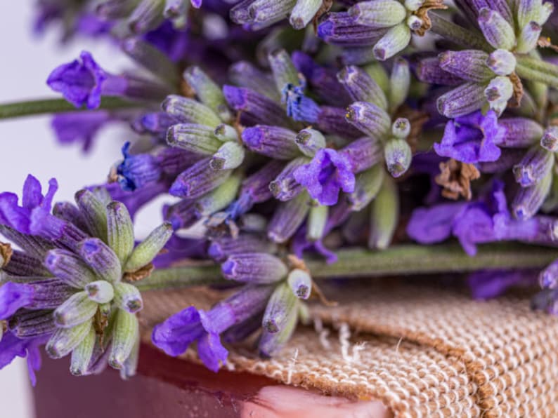 Closeup of purple lavender blooms representing scent in phthalate free, premium grade Exotic Oud Wood Fragrance Oil for soap and candle making