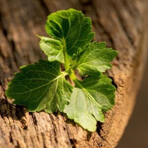 Patchouli leaves representing scent in phthalate free, premium grade Exotic Oud Wood Fragrance Oil for soap and candle making