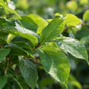 Fresh green leaves representing scent note in premium grade, phthalate-free Exotic Oud Wood Fragrance Oil for soap and candle making