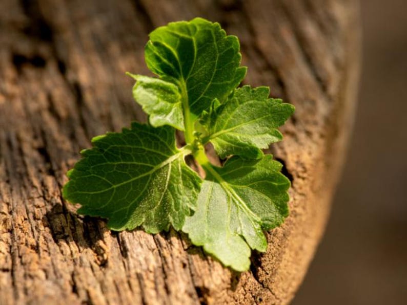 Closeup of patchouli leaves representing scent in phthalate free, premium grade Exotic Oud Wood Fragrance Oil for soap and candle making