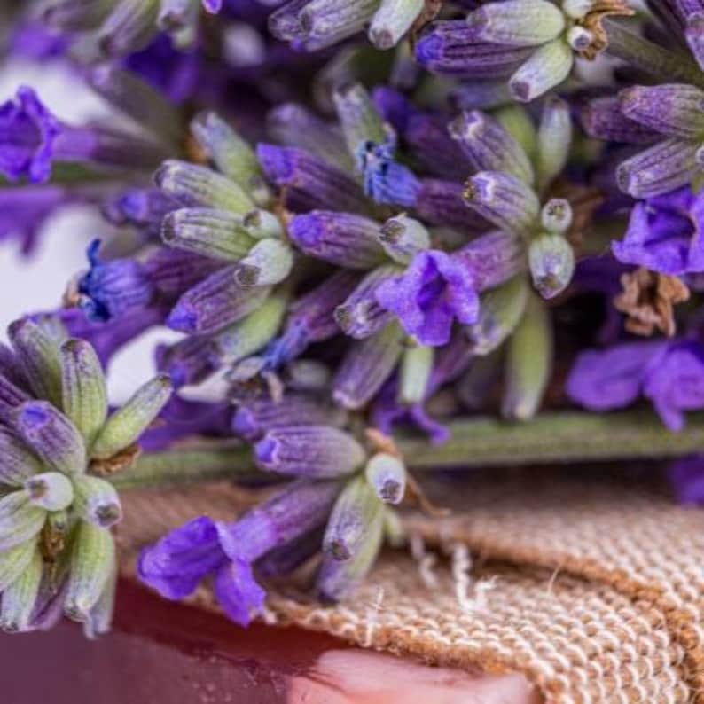 Fresh purple lavender blooms representing scent in premium grade, phthalate-free  Exotic Oud Wood Fragrance Oil for soap and candle making