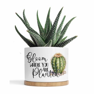 Puede incluir: Maceta de cerámica blanca con un cactus verde y el texto "Bloom where you are planted".