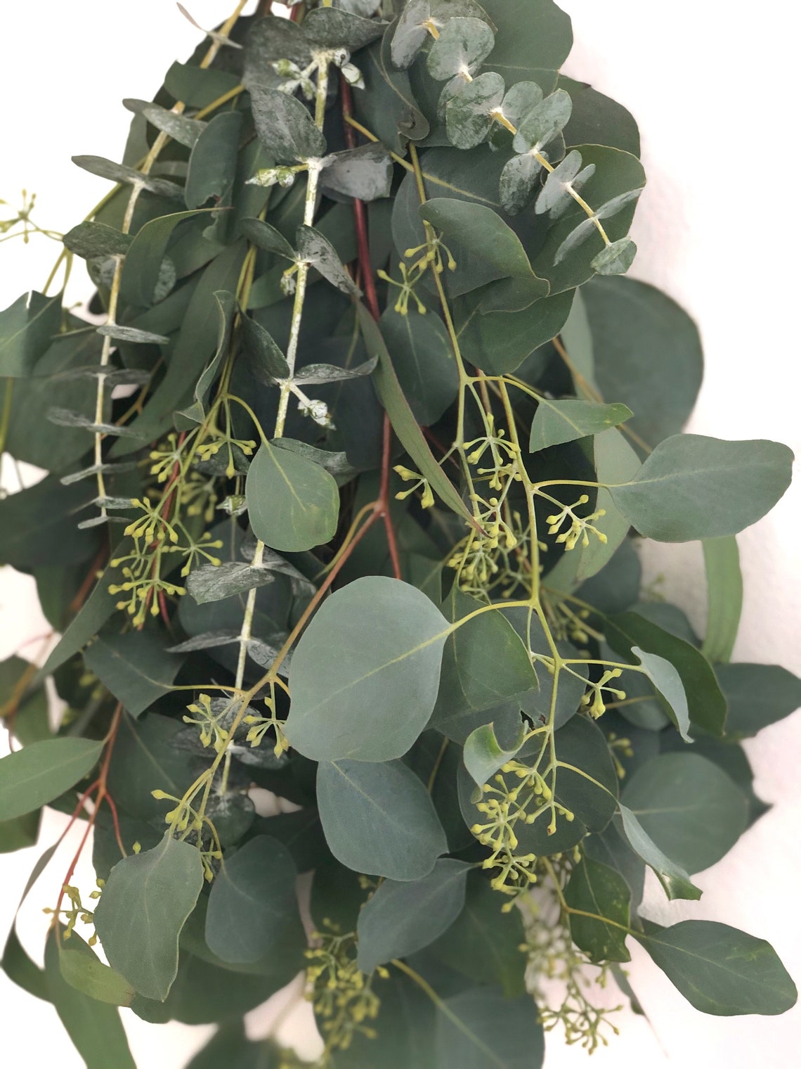 Fresh Eucalyptus Variety Bunch for Shower and Home Decor Etsy