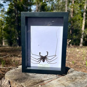 Real Framed Tailess Whip Scorpion- Stygophrynus dammermani- Indonesia